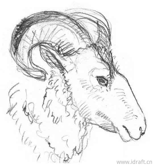 牛,山羊,绵羊的素描图解:各种身体特征的动物素描合集