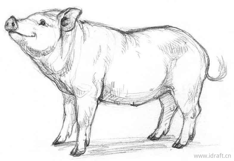 猪的身体素描图解:身体比例,品种的动物素描合集
