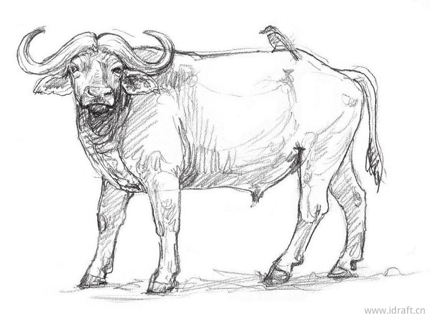 偶蹄类动物素描图解:牛,鹿,羚羊等身体形态素描和特征