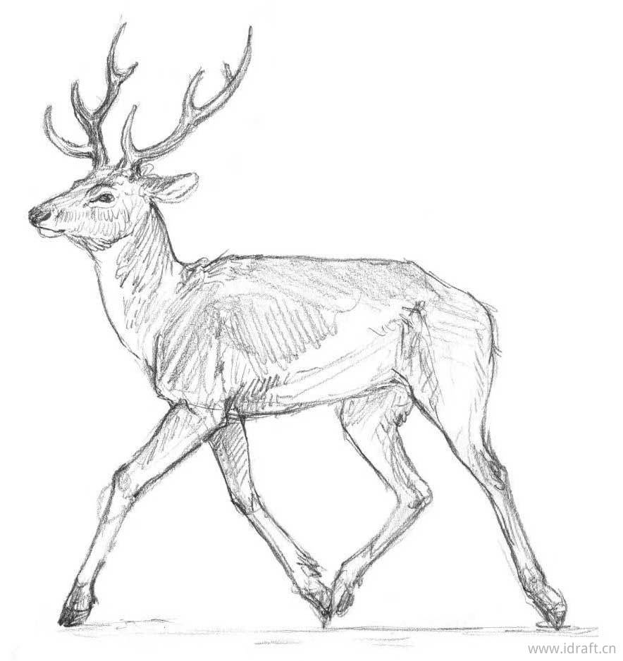 偶蹄类动物素描图解:牛,鹿,羚羊等身体形态素描和特征