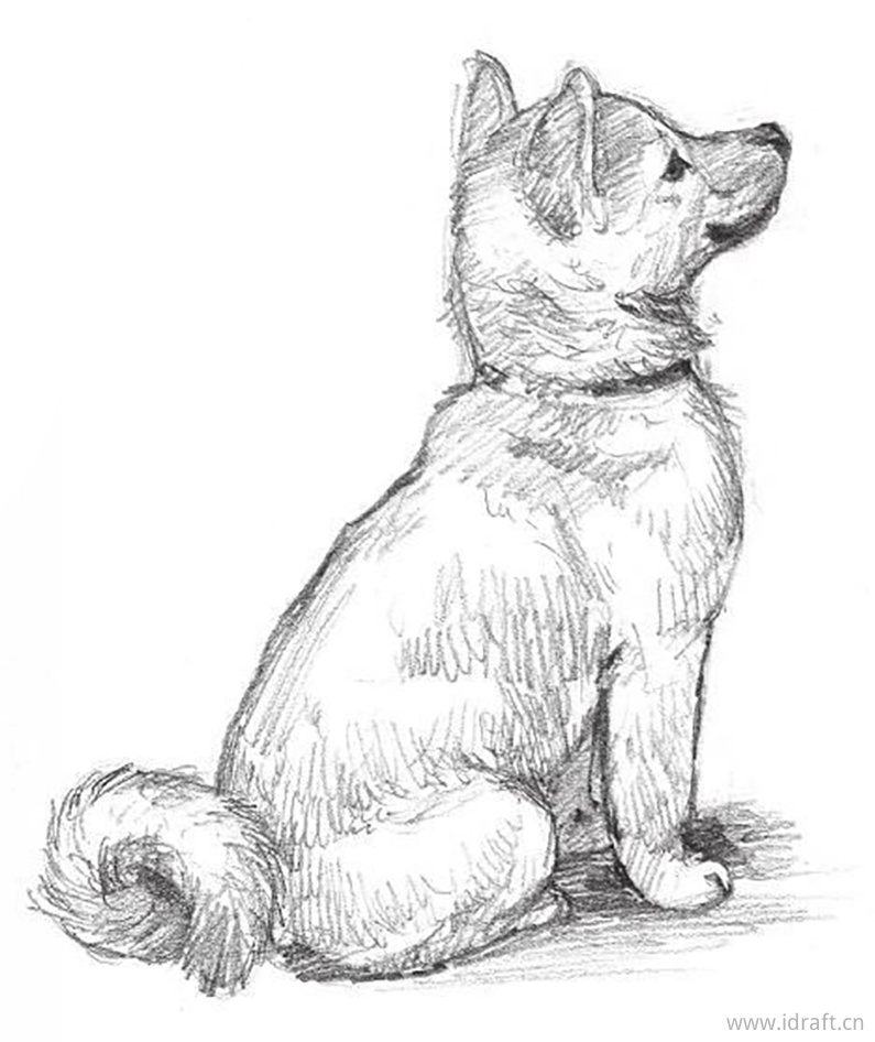 狗的素描集锦:身体比例,表情,动作,品种的素描合集