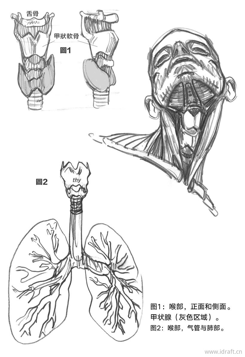 (头与颈)人体素描——眼睛/耳朵/鼻子/喉部/脸部肌肉的形态素描