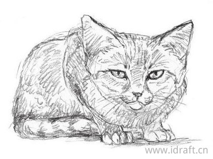 沙漠猫素描图