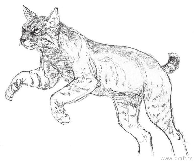 猞猁素描图